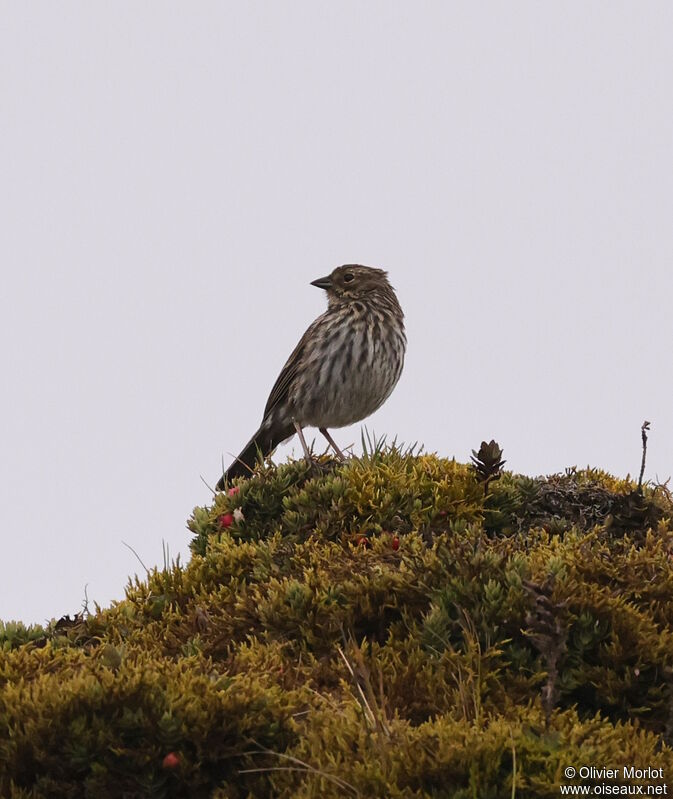 Plumbeous Sierra Finch female