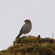 Plumbeous Sierra Finch