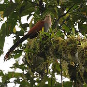 Squirrel Cuckoo