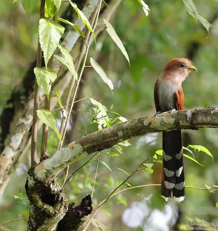 Piaye écureuil