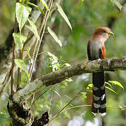 Squirrel Cuckoo