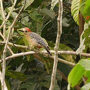 Red-crowned Woodpecker