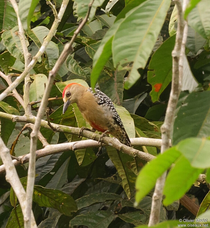 Red-crowned Woodpecker male