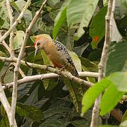 Red-crowned Woodpecker