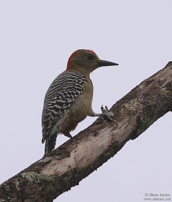 Red-crowned Woodpecker male