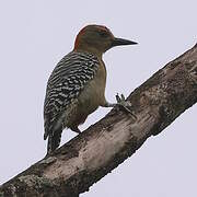 Red-crowned Woodpecker