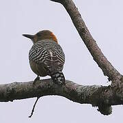 Red-crowned Woodpecker