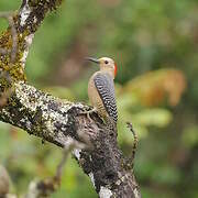 Golden-fronted Woodpecker