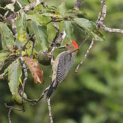 Golden-fronted Woodpecker