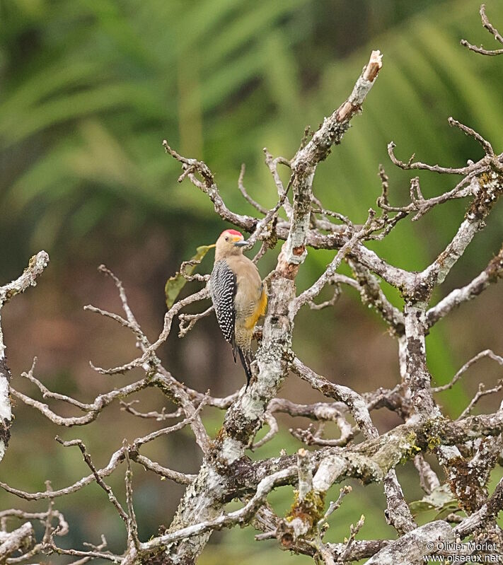 Golden-fronted Woodpecker