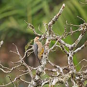 Golden-fronted Woodpecker