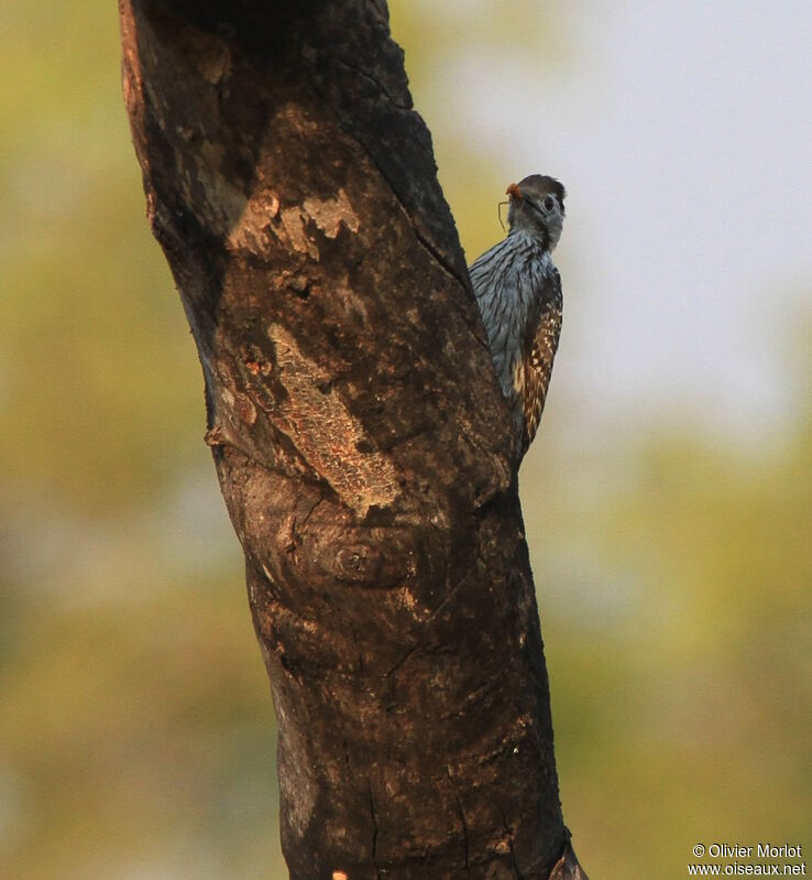 Cardinal Woodpecker female