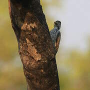 Cardinal Woodpecker