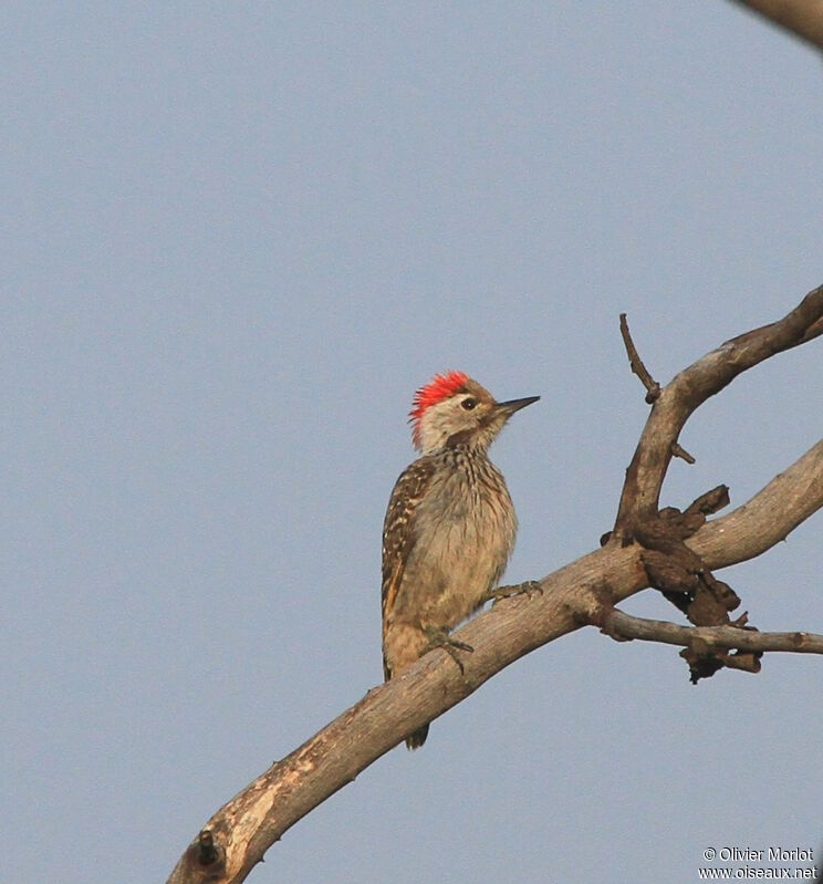 Cardinal Woodpecker male