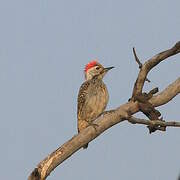 Cardinal Woodpecker