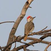 Cardinal Woodpecker