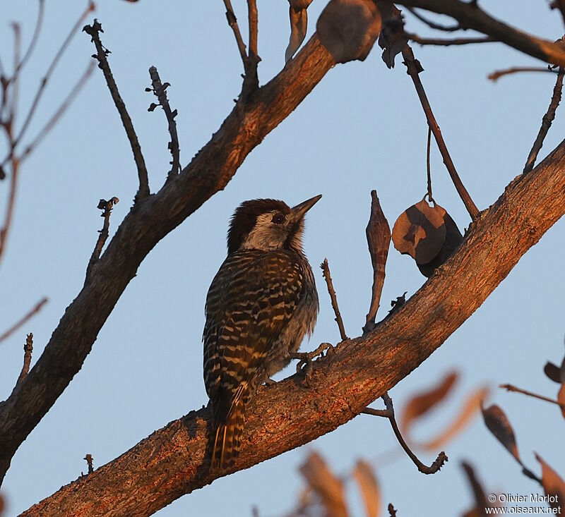 Cardinal Woodpecker female