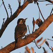 Cardinal Woodpecker