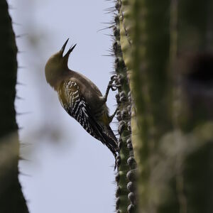 Pic des saguaros