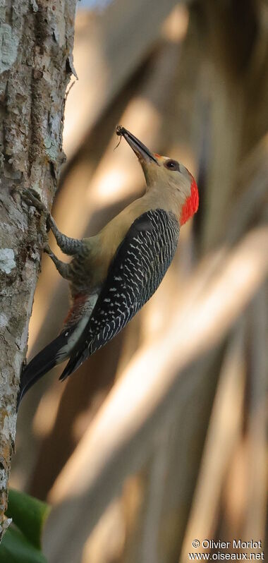 Yucatan Woodpecker