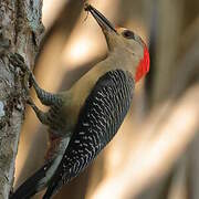 Yucatan Woodpecker