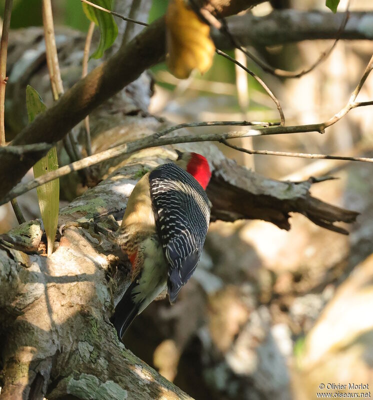 Pic du Yucatan