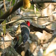 Yucatan Woodpecker