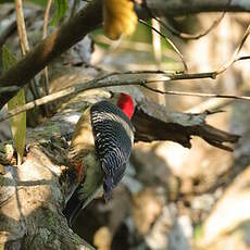 Pic du Yucatan