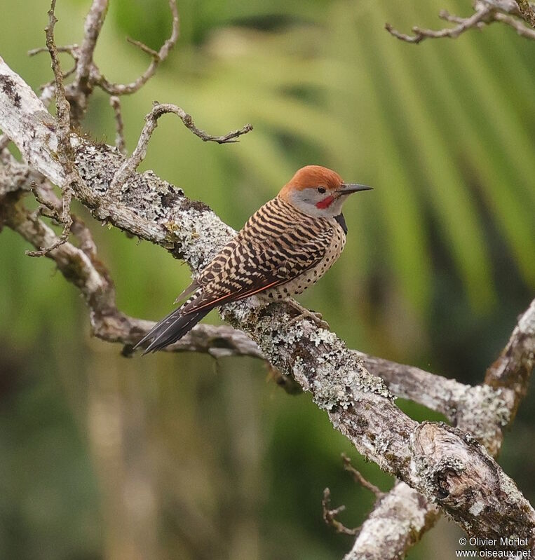 Northern Flicker