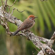 Northern Flicker