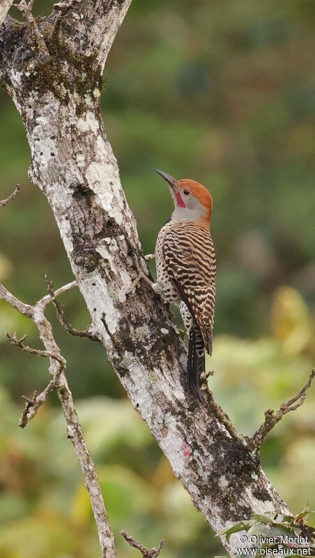 Northern Flicker