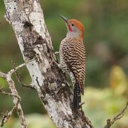 Northern Flicker