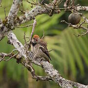 Northern Flicker