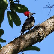 Lineated Woodpecker