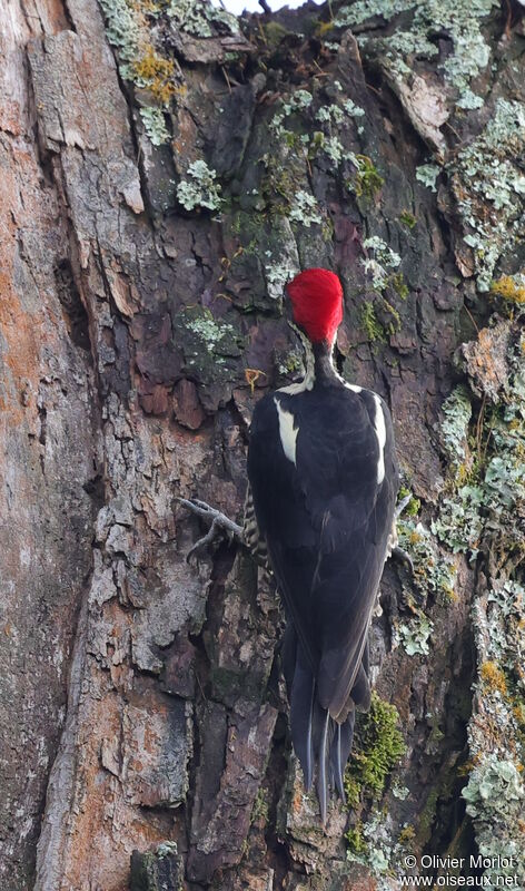 Lineated Woodpecker female