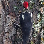 Lineated Woodpecker