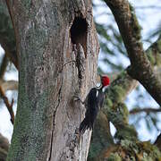 Lineated Woodpecker