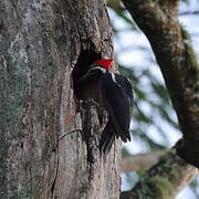 Lineated Woodpecker