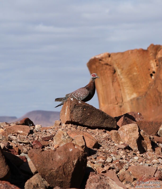 Speckled Pigeon