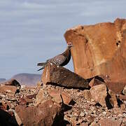 Speckled Pigeon