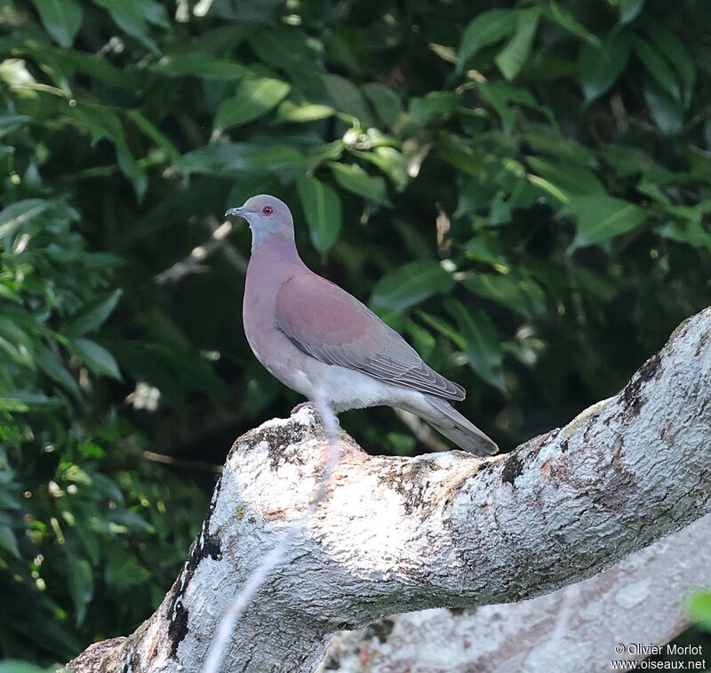 Pigeon rousset mâle