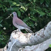 Pale-vented Pigeon