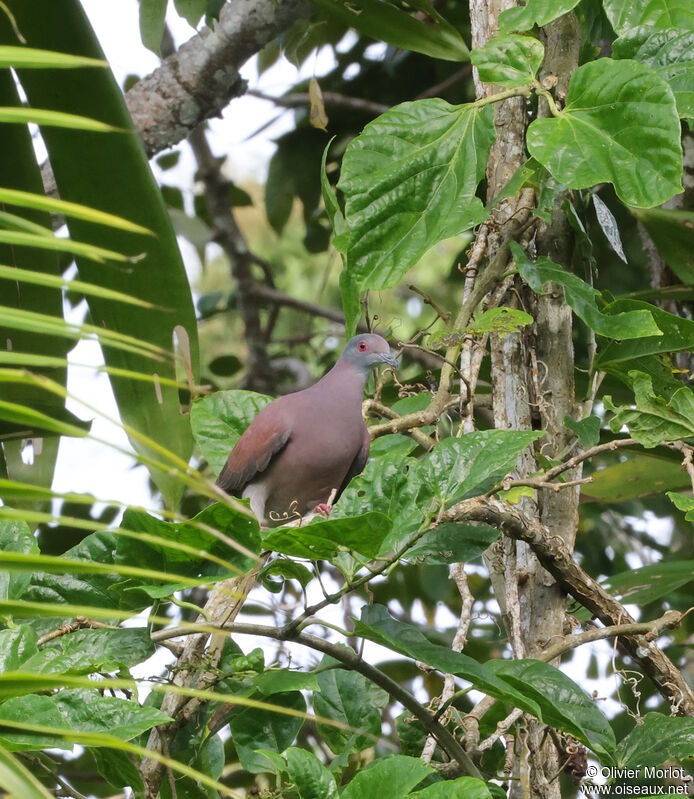 Pigeon rousset