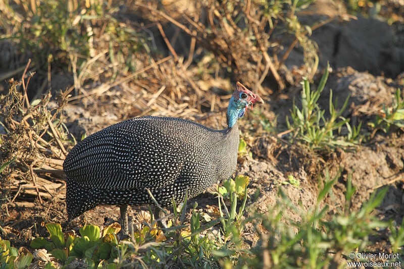 Pintade de Numidie