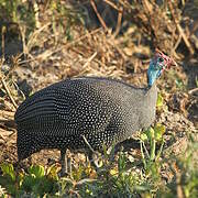 Helmeted Guineafowl