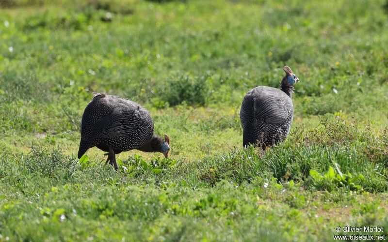 Helmeted Guineafowl