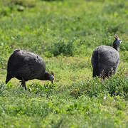 Helmeted Guineafowl