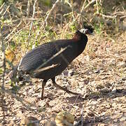 Eastern Crested Guineafowl