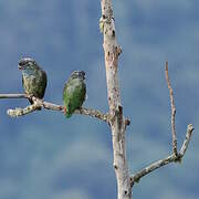 Red-billed Parrot