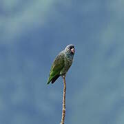 Red-billed Parrot